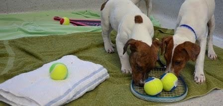 Terriers at Battersea Dogs and Cats Home enjoy playing with tennis balls